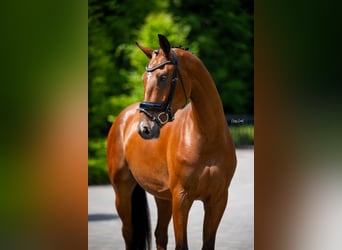 KWPN, Ruin, 3 Jaar, 167 cm, Roodbruin