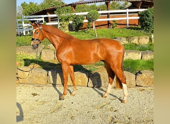 KWPN, Ruin, 3 Jaar, 167 cm, Vos
