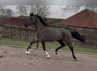 KWPN, Ruin, 3 Jaar, 167 cm, Zwart