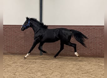 KWPN, Ruin, 3 Jaar, 167 cm, Zwart