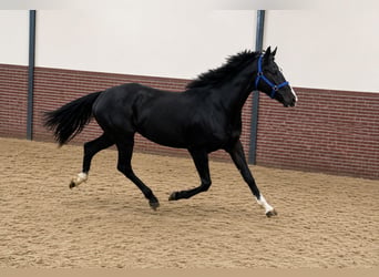 KWPN, Ruin, 3 Jaar, 167 cm, Zwart