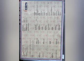 KWPN, Ruin, 3 Jaar, 167 cm, Zwart