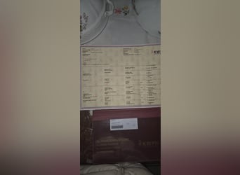 KWPN, Ruin, 3 Jaar, 168 cm, Appelschimmel