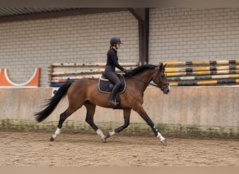 KWPN, Ruin, 3 Jaar, 168 cm, Bruin