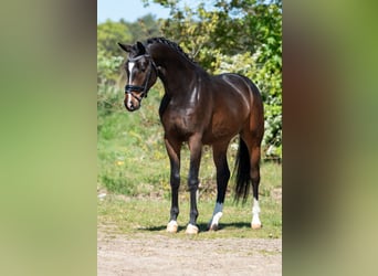 KWPN, Ruin, 3 Jaar, 168 cm, Bruin