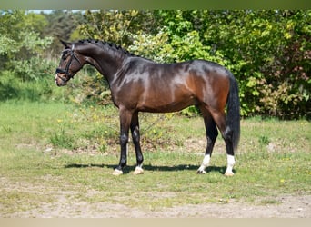 KWPN, Ruin, 3 Jaar, 168 cm, Bruin