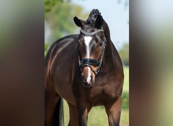 KWPN, Ruin, 3 Jaar, 168 cm, Bruin