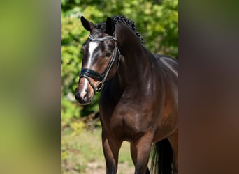 KWPN, Ruin, 3 Jaar, 168 cm, Bruin