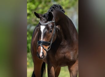 KWPN, Ruin, 3 Jaar, 168 cm, Bruin