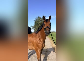 KWPN, Ruin, 3 Jaar, 168 cm, Bruin