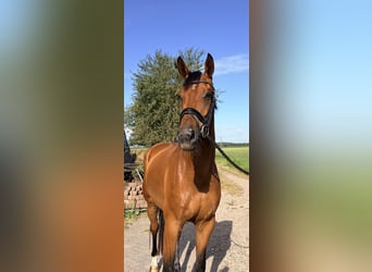 KWPN, Ruin, 3 Jaar, 168 cm, Bruin