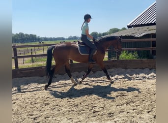 KWPN, Ruin, 3 Jaar, 168 cm, Bruin