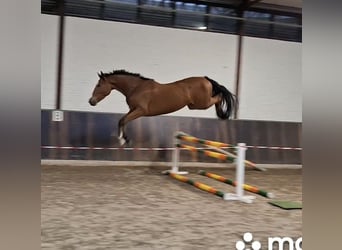 KWPN, Ruin, 3 Jaar, 168 cm, Bruin