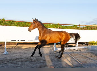 KWPN, Ruin, 3 Jaar, 168 cm, Bruin