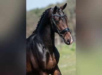 KWPN, Ruin, 3 Jaar, 168 cm, Donkerbruin