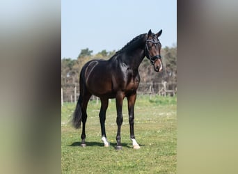 KWPN, Ruin, 3 Jaar, 168 cm, Donkerbruin