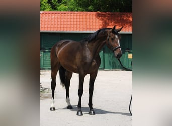 KWPN, Ruin, 3 Jaar, 168 cm, Donkerbruin