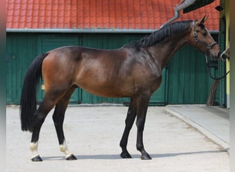 KWPN, Ruin, 3 Jaar, 168 cm, Donkerbruin