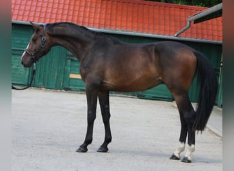 KWPN, Ruin, 3 Jaar, 168 cm, Donkerbruin