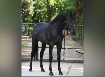 KWPN, Ruin, 3 Jaar, 168 cm, Falbe