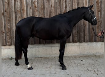 KWPN, Ruin, 3 Jaar, 168 cm, Zwart