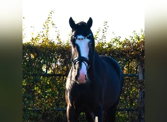 KWPN, Ruin, 3 Jaar, 168 cm, Zwart