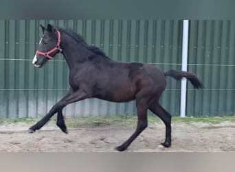 KWPN, Ruin, 3 Jaar, 168 cm, Zwartbruin