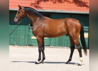 KWPN, Ruin, 3 Jaar, 169 cm, Bruin