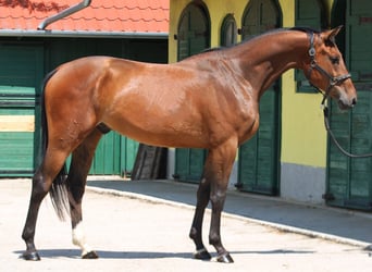 KWPN, Ruin, 3 Jaar, 169 cm, Bruin
