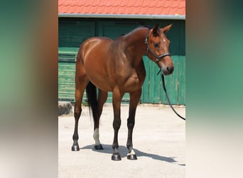 KWPN, Ruin, 3 Jaar, 169 cm, Bruin
