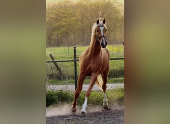KWPN, Ruin, 3 Jaar, 169 cm, Palomino