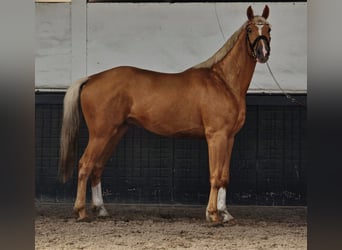 KWPN, Ruin, 3 Jaar, 169 cm, Palomino