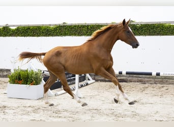 KWPN, Ruin, 3 Jaar, 169 cm, Vos