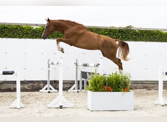 KWPN, Ruin, 3 Jaar, 169 cm, Vos