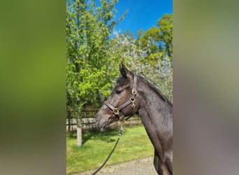 KWPN, Ruin, 3 Jaar, 169 cm, Zwart