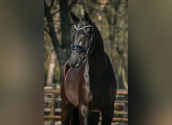 KWPN, Ruin, 3 Jaar, 169 cm, Zwart