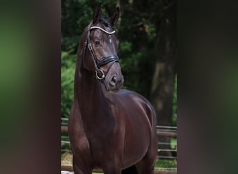 KWPN, Ruin, 3 Jaar, 169 cm, Zwart