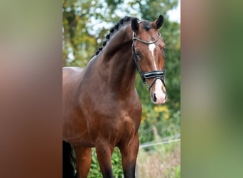 KWPN, Ruin, 3 Jaar, 170 cm, Bruin