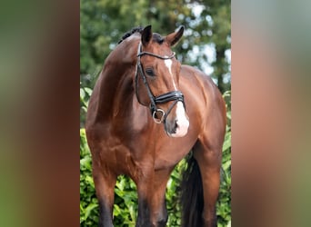 KWPN, Ruin, 3 Jaar, 170 cm, Bruin