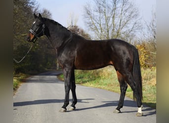 KWPN, Ruin, 3 Jaar, 170 cm, Donkerbruin