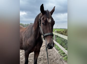 KWPN, Ruin, 3 Jaar, 170 cm, Donkerbruin