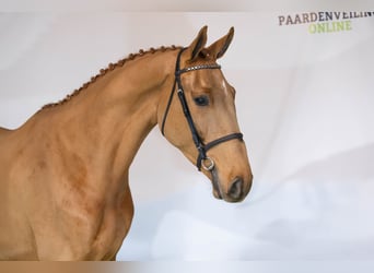 KWPN, Ruin, 3 Jaar, 170 cm, Donkere-vos