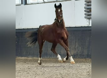 KWPN, Ruin, 3 Jaar, 170 cm, Vos