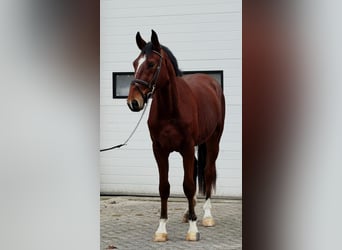 KWPN, Ruin, 3 Jaar, 170 cm, Vos