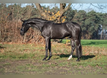 KWPN, Ruin, 3 Jaar, 170 cm, Zwart