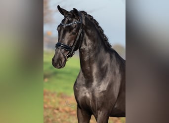 KWPN, Ruin, 3 Jaar, 170 cm, Zwart