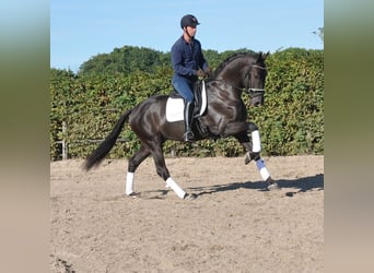 KWPN, Ruin, 3 Jaar, 170 cm, Zwart