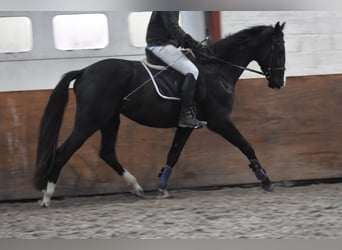 KWPN, Ruin, 3 Jaar, 170 cm, Zwart