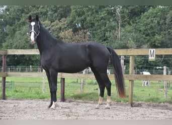 KWPN, Ruin, 3 Jaar, 170 cm, Zwart