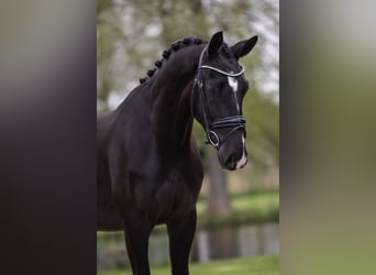 KWPN, Ruin, 3 Jaar, 170 cm, Zwart